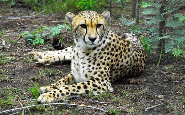 A striking cheetah rests among greenery, showcasing its unique spotted coat. This HD image serves as an impressive desktop wallpaper and background.