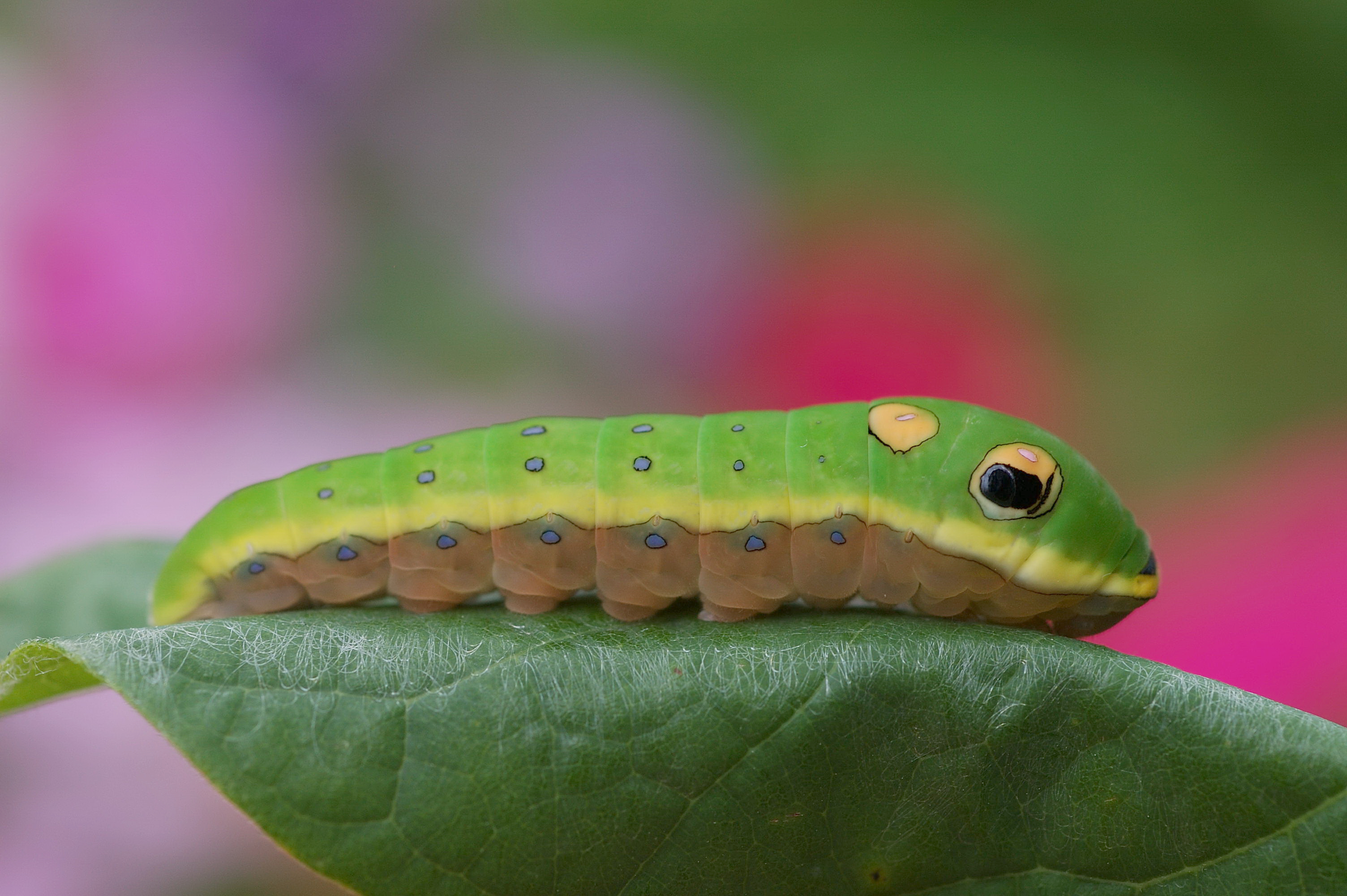 Animal Caterpillar HD Wallpaper | Background Image