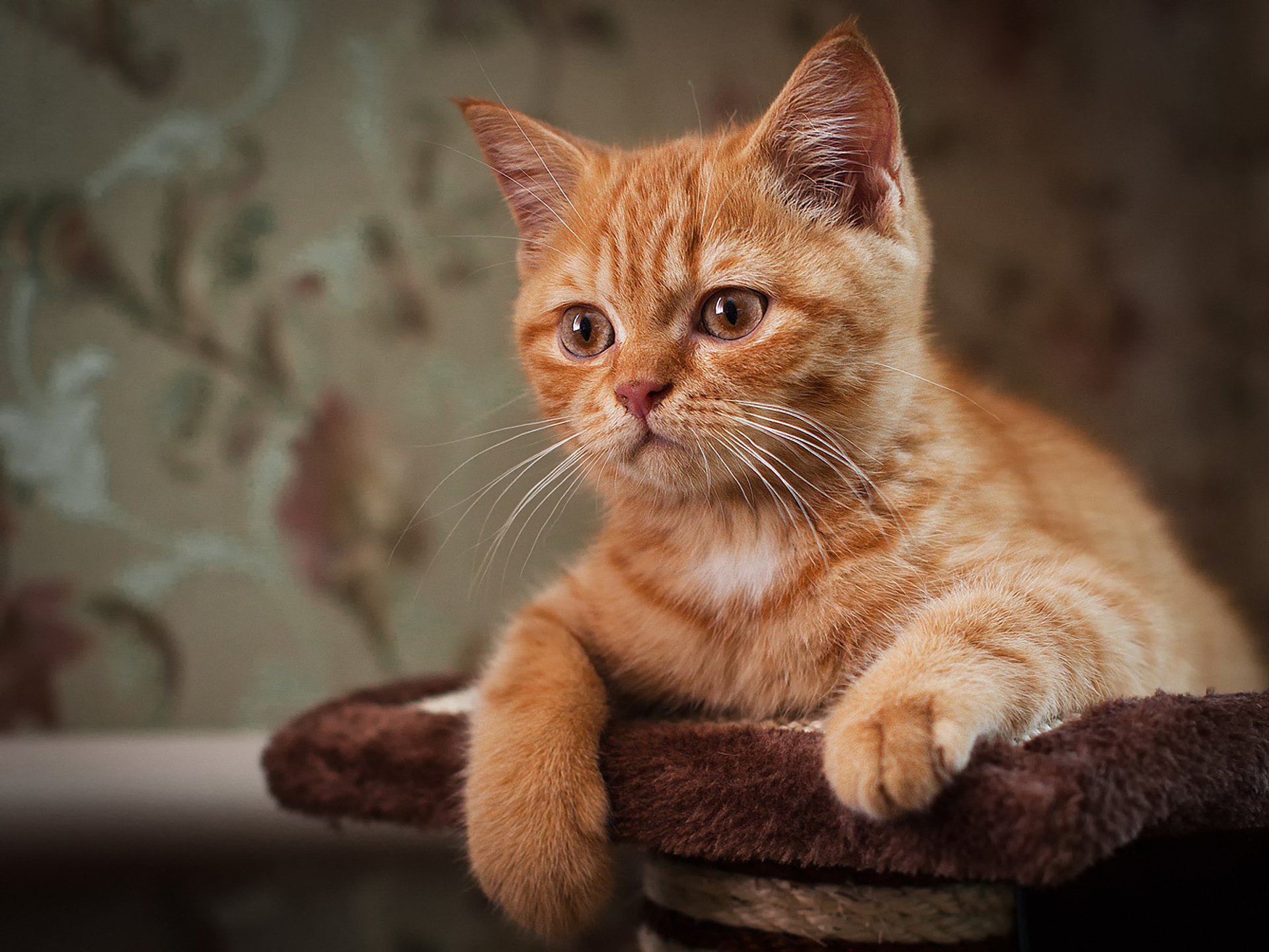 Ginger Kitten Full HD Wallpaper and Background Image | 1920x1440 | ID:323254
