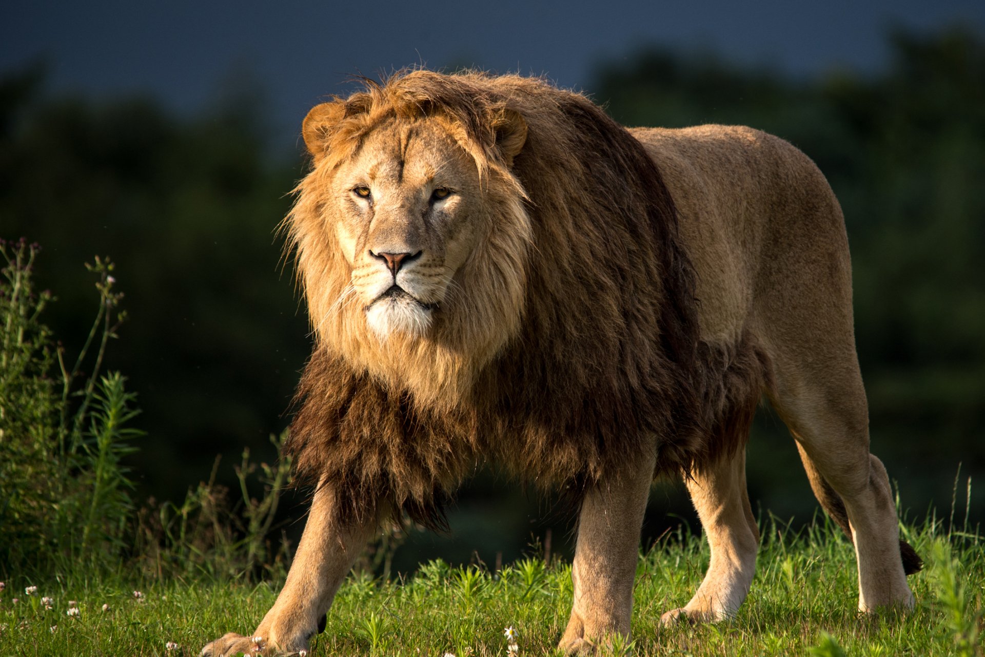 HD desktop wallpaper featuring a majestic lion standing on lush green grass with a dark, blurred background.