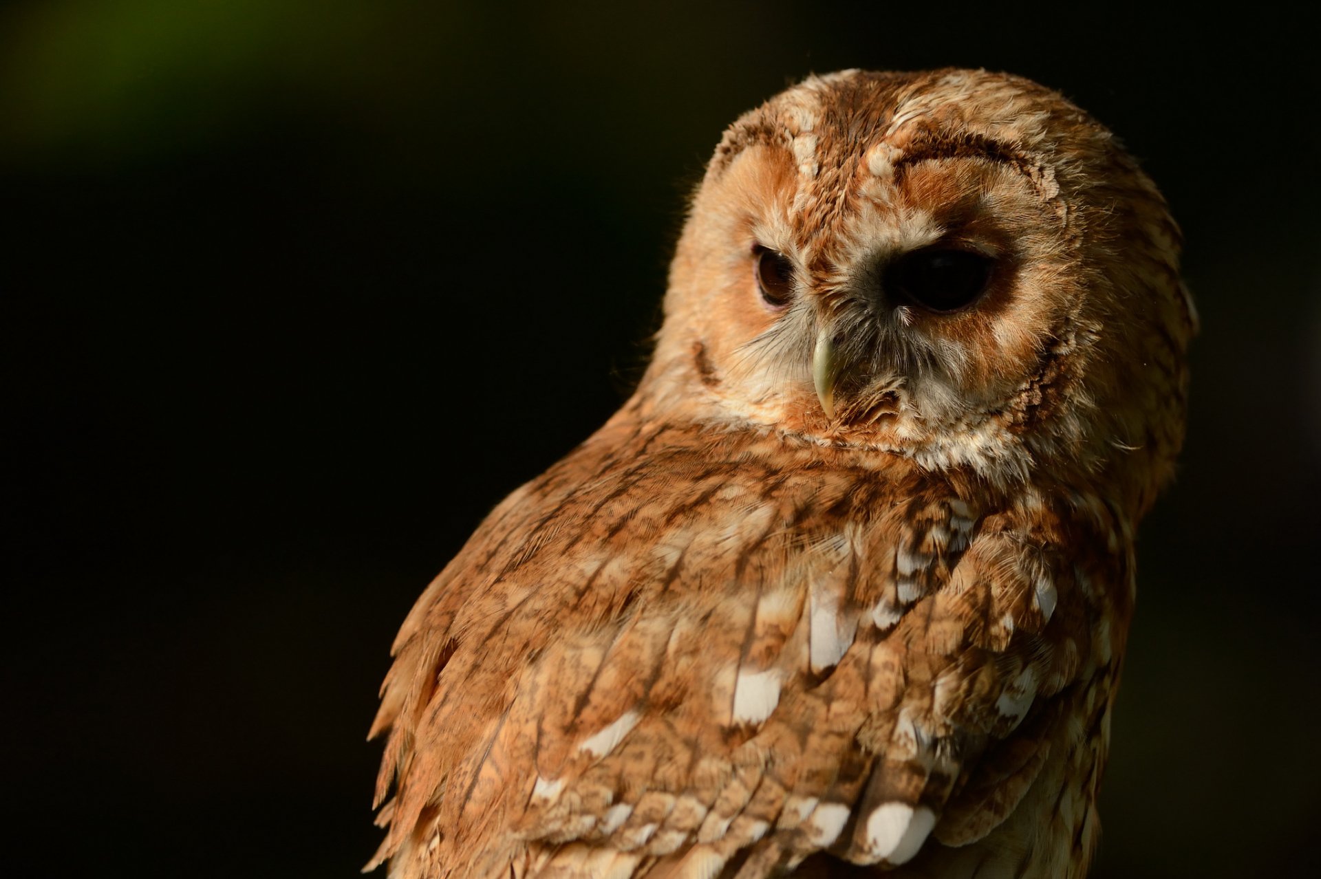 HD PC desktop wallpaper of a detailed close-up of a brown owl against a dark background, highlighting its textured feathers and intense gaze.