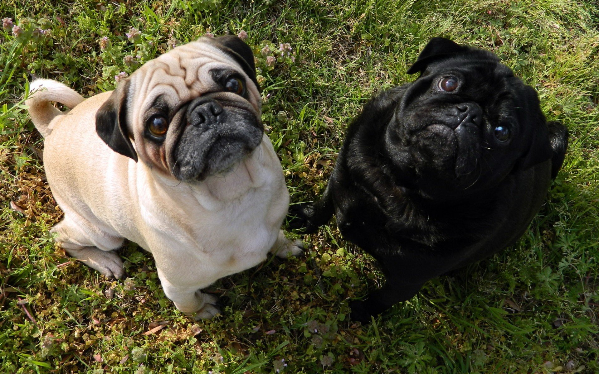 Two adorable pugs, one fawn and one black, sit on a grassy surface, looking curiously at the viewer. A charming HD desktop wallpaper and background featuring these playful animals.