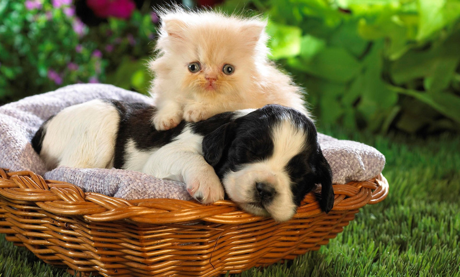 A fluffy white kitten playfully sits on a sleeping black and white puppy in a cozy wicker basket, surrounded by vibrant greenery. This heartwarming scene makes a charming HD desktop wallpaper.