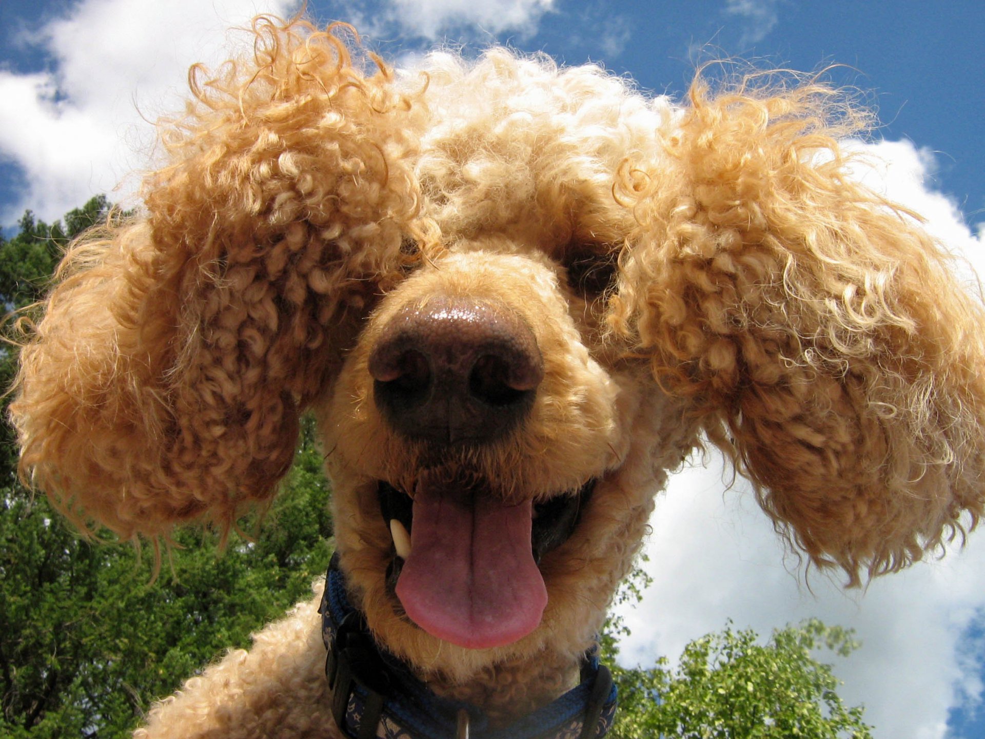 HD PC desktop wallpaper of a happy curly-haired dog, close-up with floppy ears and tongue out against a blue sky and green trees.