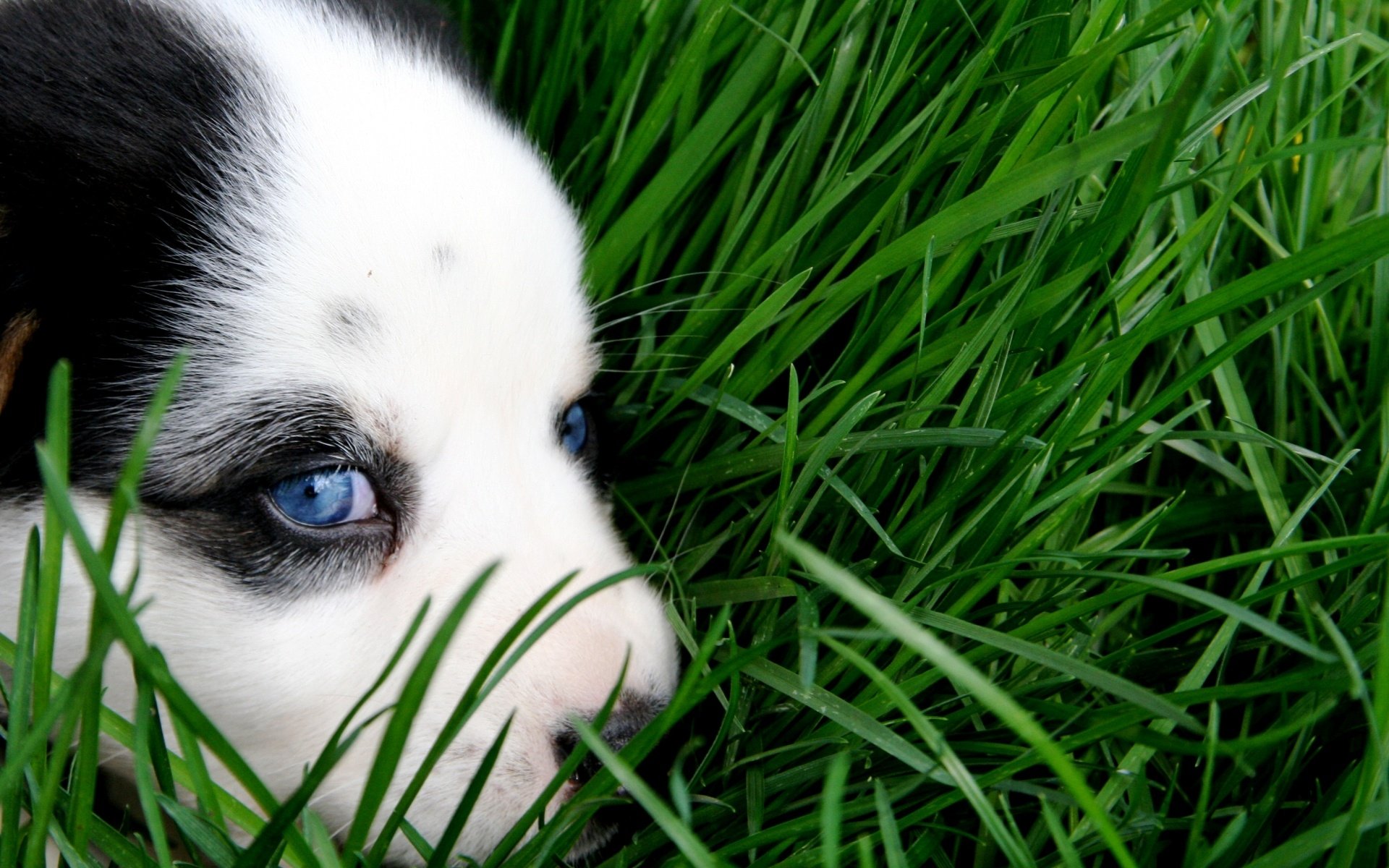 A close-up of a dog peeking through lush green grass, showcasing its striking blue eyes. This HD image serves as an inviting desktop wallpaper and background.