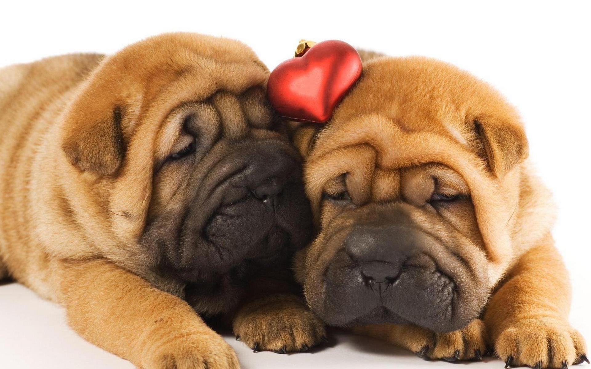 Animal Shar Pei HD Wallpaper