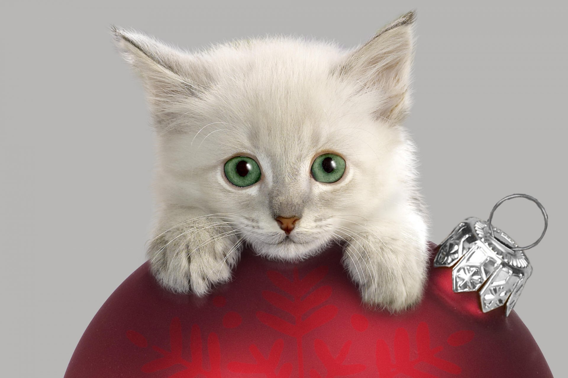 A cute white kitten with large green eyes playfully rests on a red Christmas ornament, featuring a silver decoration, creating an adorable holiday scene.