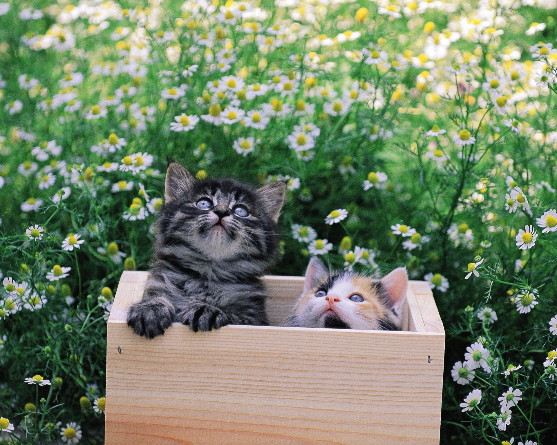 Two playful kittens gaze upwards from a wooden box, surrounded by a lush field of daisies. This vibrant scene makes a charming HD desktop wallpaper or background.