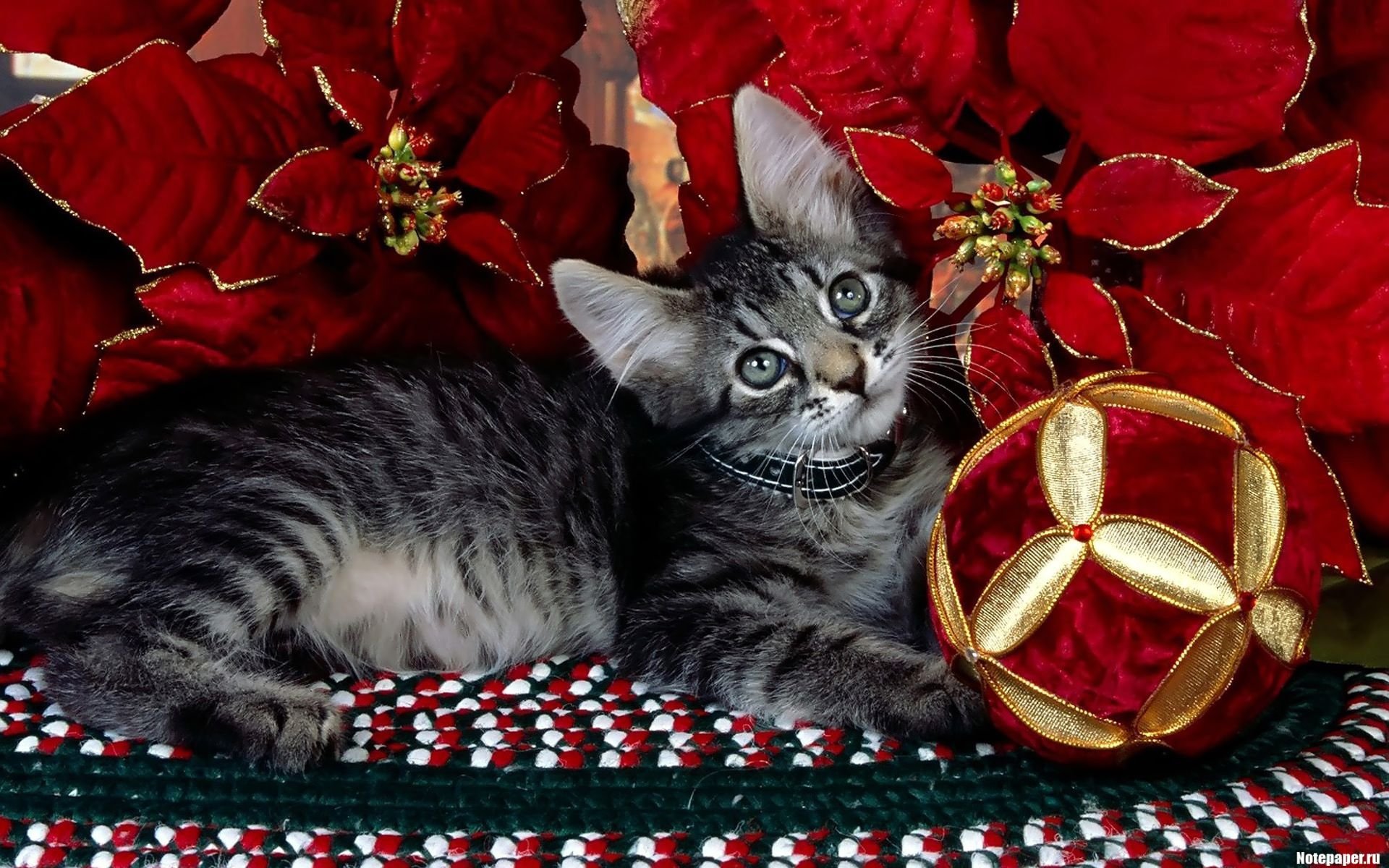 HD PC desktop wallpaper of a gray tabby cat lying among red poinsettias and a festive ornament.