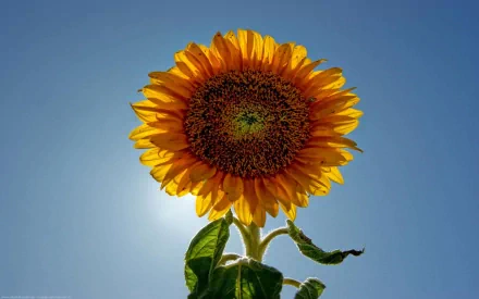 HD PC desktop wallpaper featuring a vibrant sunflower against a clear blue sky, showcasing bright yellow petals and lush green leaves in a natural setting.