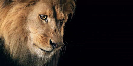 A close-up HD image of a lion with a dark background, featured as a desktop wallpaper and background.
