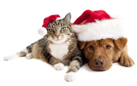 A kitten and a puppy wearing Santa hats lie down together. This festive image is an HD desktop wallpaper featuring a cat and dog celebrating Christmas.