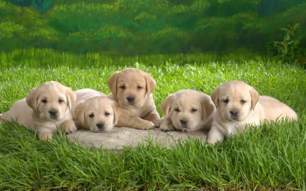 HD desktop wallpaper featuring five adorable Labrador Retriever puppies lying on the grass with a lush green background.