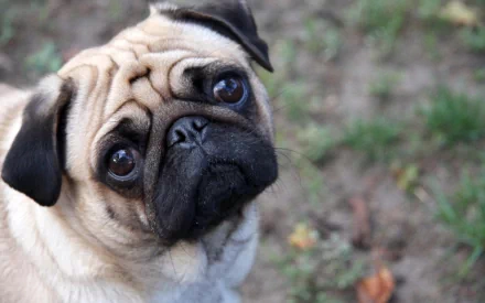 HD desktop wallpaper featuring a close-up of a pug with soulful eyes and a wrinkled face, set against a natural, slightly blurred background.