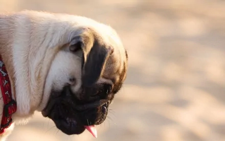 A charming close-up of a pug with its tongue sticking out, set against a soft, blurred background, creating a warm and inviting HD desktop wallpaper.