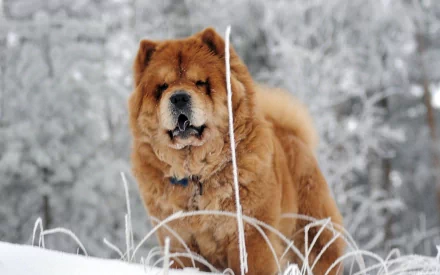 HD desktop wallpaper of a fluffy chow chow dog standing in a snowy landscape with frosted plants in the foreground.