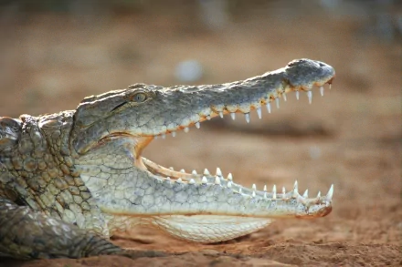A close-up of a crocodile with its mouth wide open, showcasing sharp teeth. This striking image serves as an HD wallpaper and background featuring the animal's fierce details.