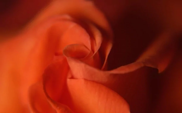 Close-up of a vibrant red rose in nature, captured in high definition, serving as a striking PC desktop wallpaper and background.