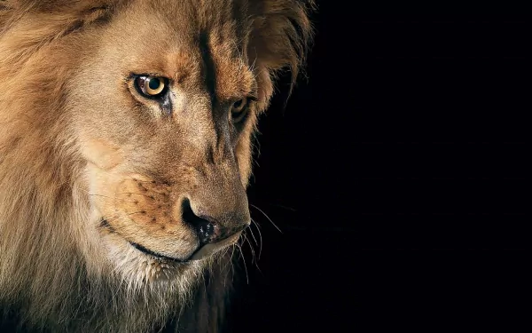 A close-up HD image of a lion with a dark background, featured as a desktop wallpaper and background.