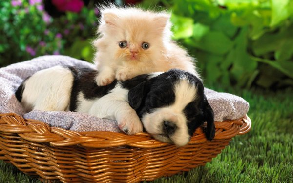 Animal Cat Dog Puppy Kitten HD Wallpaper | Background Image
