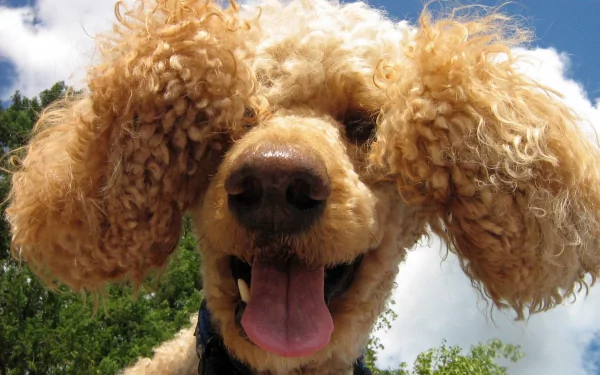 HD PC desktop wallpaper of a happy curly-haired dog, close-up with floppy ears and tongue out against a blue sky and green trees.