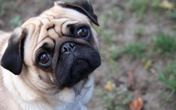 HD desktop wallpaper featuring a close-up of a pug with soulful eyes and a wrinkled face, set against a natural, slightly blurred background.