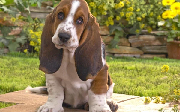 A basset hound puppy sits on a stone path surrounded by vibrant flowers, showcasing its unique droopy ears and curious expression. This HD image serves as a charming desktop wallpaper.
