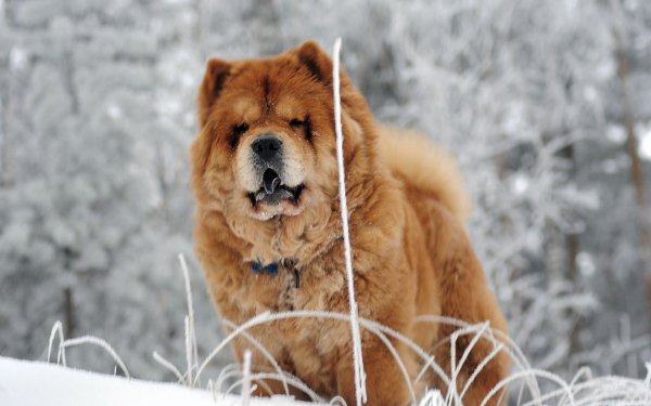 Animal Chow Chow Dogs HD Wallpaper | Background Image