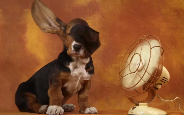 A playful basset hound sits by a vintage fan against a warm, textured background, showcasing its charming expression in this HD wallpaper.
