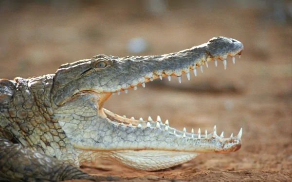 A close-up of a crocodile with its mouth wide open, showcasing sharp teeth. This striking image serves as an HD wallpaper and background featuring the animal's fierce details.