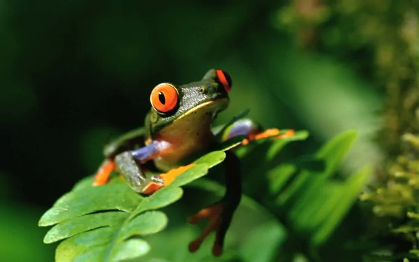 Close-up HD desktop wallpaper of a vibrant red-eyed tree frog perched on a green leaf in a lush natural setting.