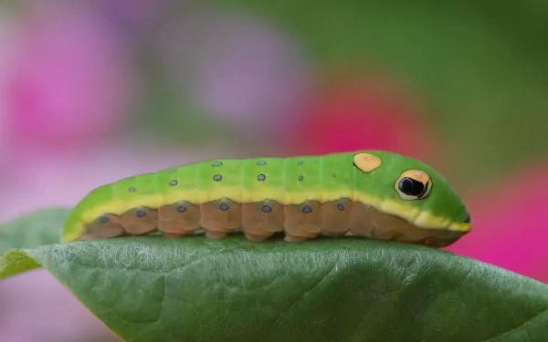 A vibrant green caterpillar rests on a leaf, surrounded by soft, colorful backgrounds, creating an engaging and lively HD desktop wallpaper.