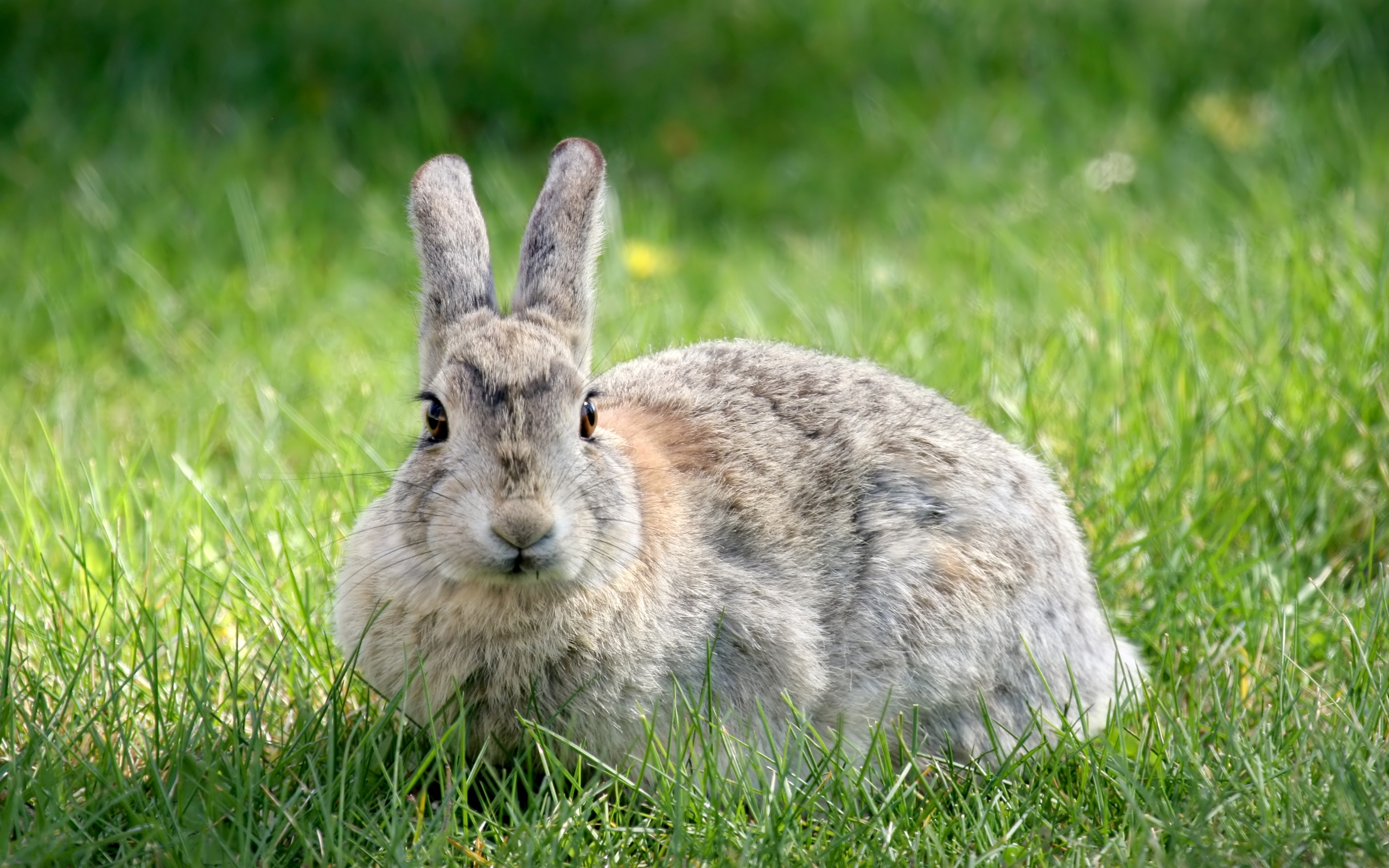 Download Animal Rabbit HD Wallpaper