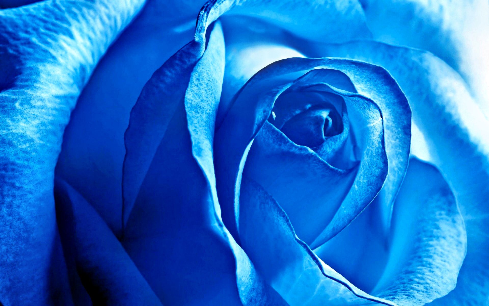 Earth - Rose  Flower Blue Nature Wallpaper