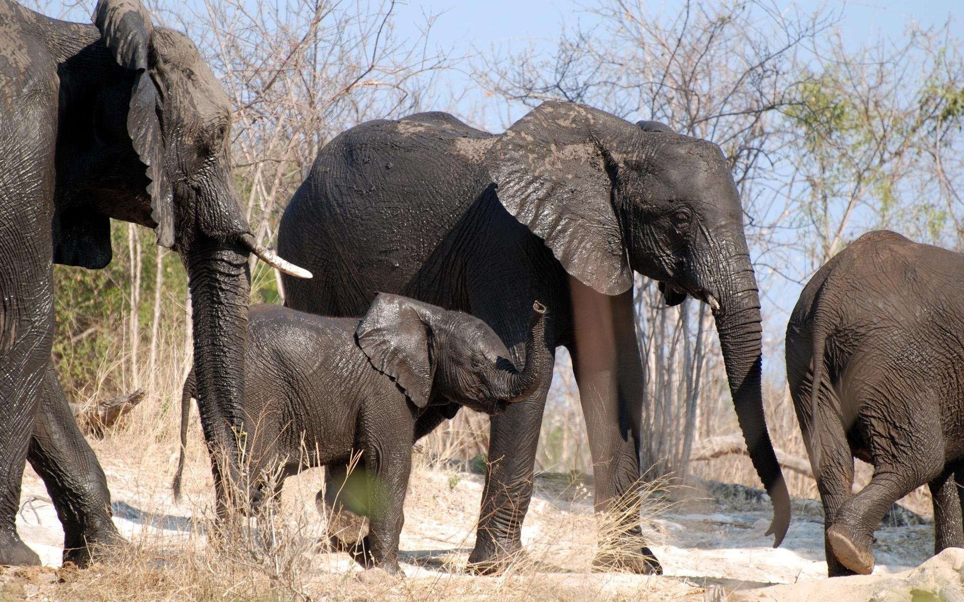HD desktop wallpaper featuring a group of African bush elephants walking through a dry, wooded landscape.
