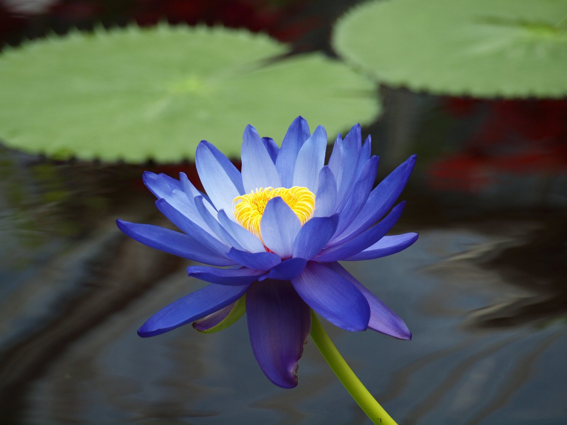 A vibrant blue lotus flower blooms gracefully above calm waters, surrounded by lush green leaves, captured in stunning detail for a 4K Ultra HD desktop wallpaper.