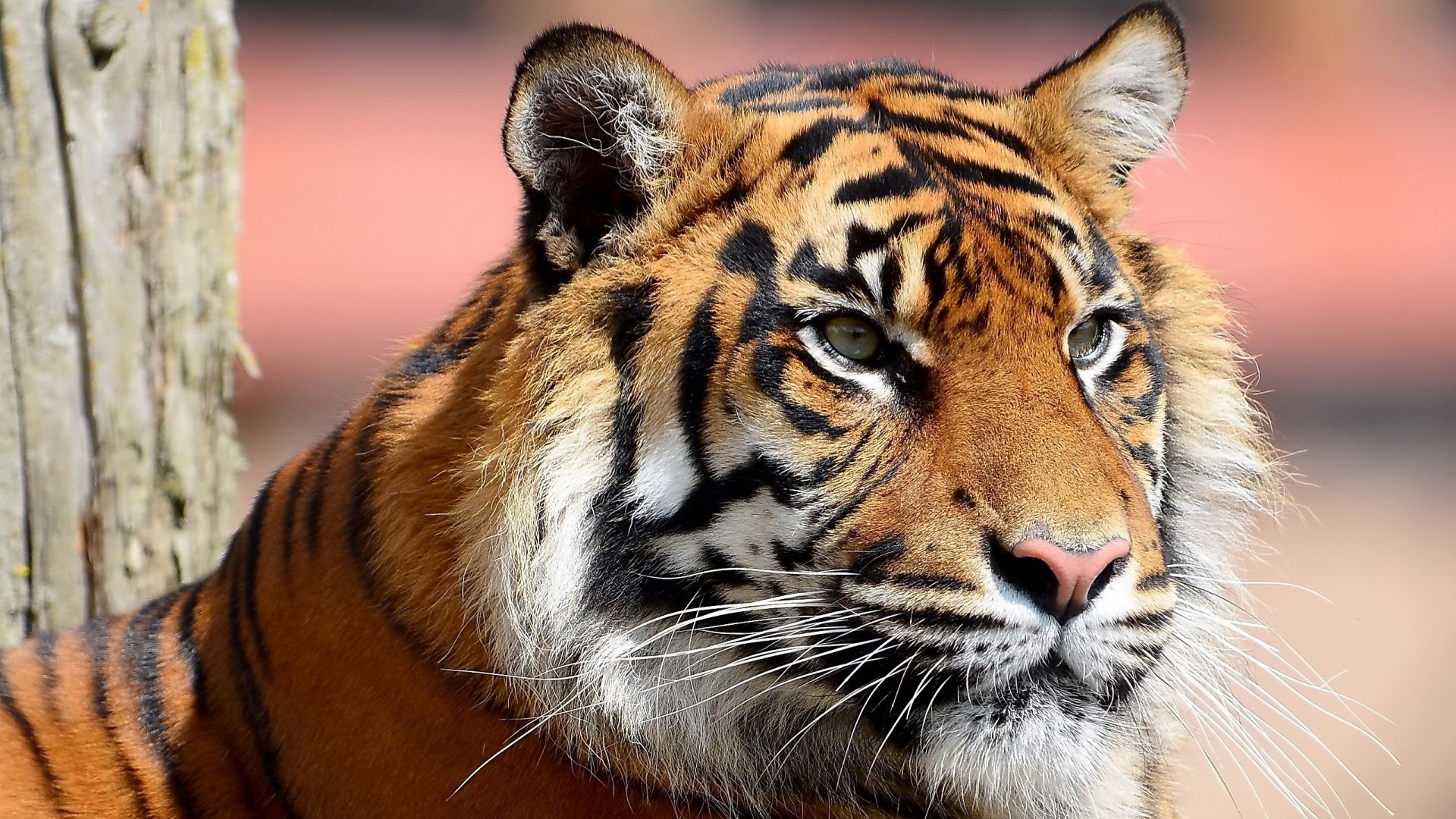 A close-up of a majestic tiger, showcasing its striking orange and black stripes, framed by natural surroundings. This image serves as a captivating HD desktop wallpaper.