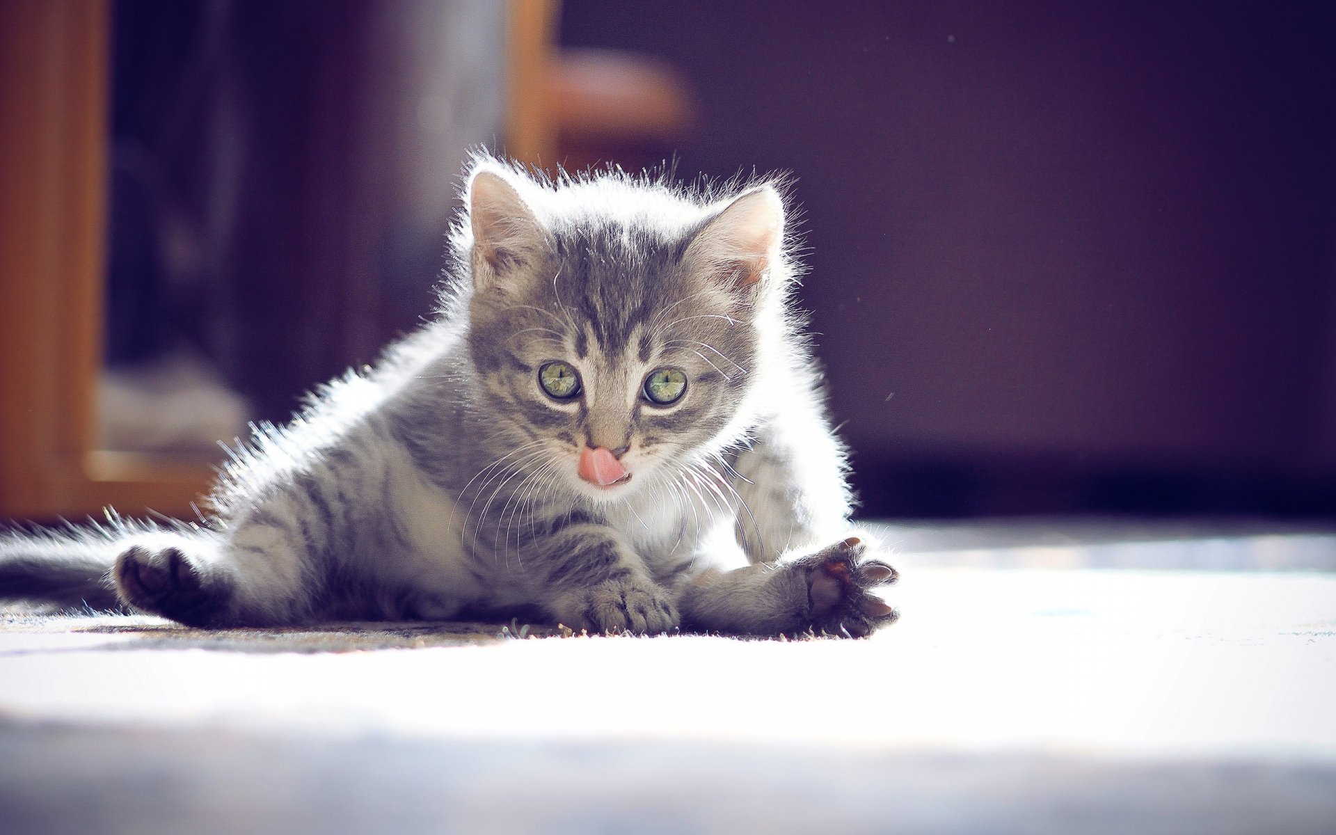 A playful gray kitten licks its paw while lounging on the floor, capturing a moment of curiosity and innocence in this HD desktop wallpaper and background.