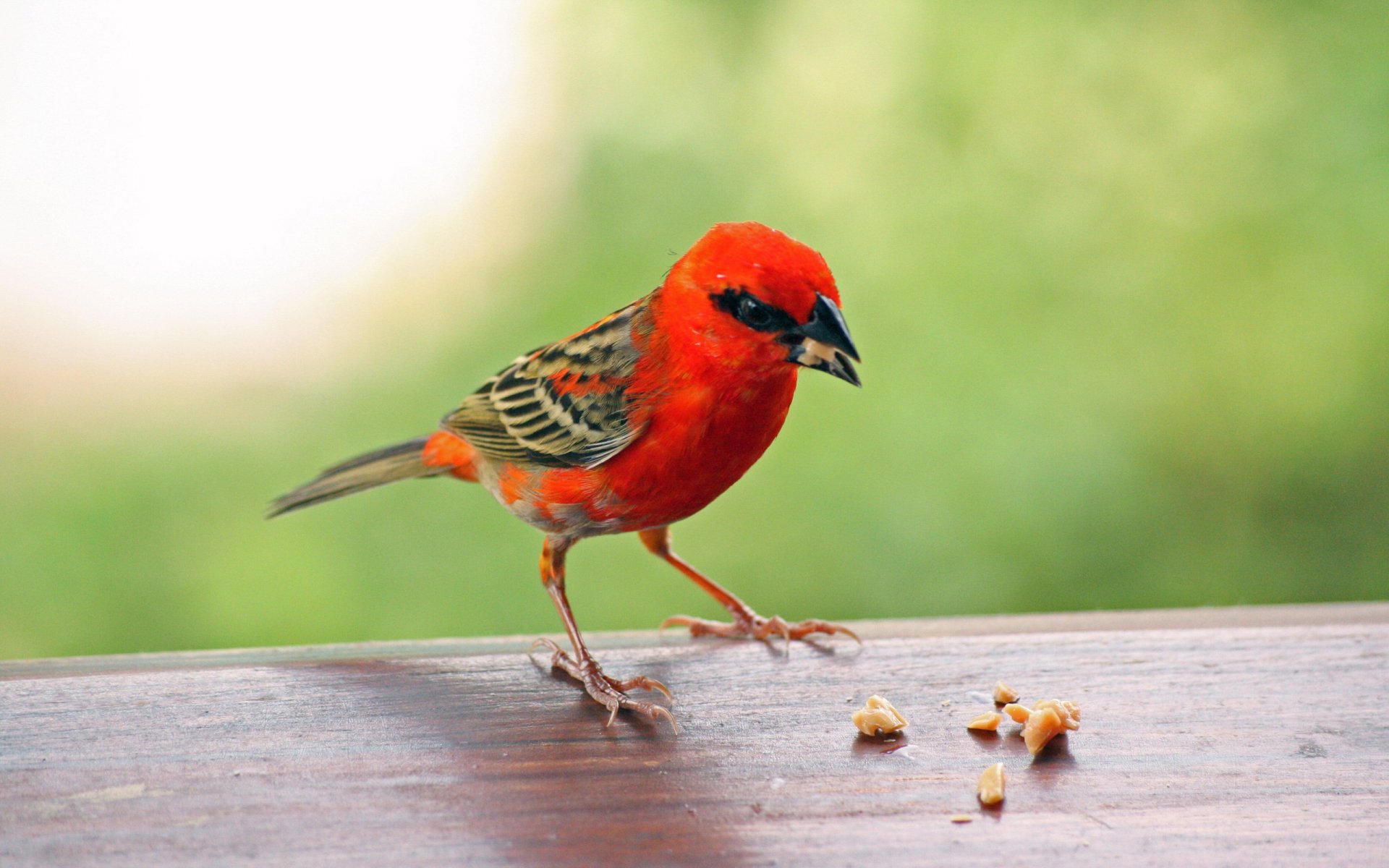 Vibrant Red Finch HD Wallpaper: Nature’s Feathered Beauty | 2560x1600 ...