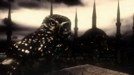 HD desktop wallpaper featuring a striking owl in front of Istanbul’s skyline with prominent mosque minarets under a dramatic sky.
