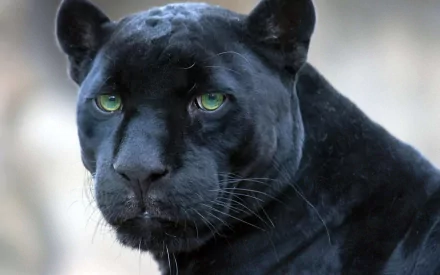 A high-definition desktop wallpaper featuring a black panther with piercing green eyes, gazing intently. The dark, sleek fur of the panther stands out against a blurred background.