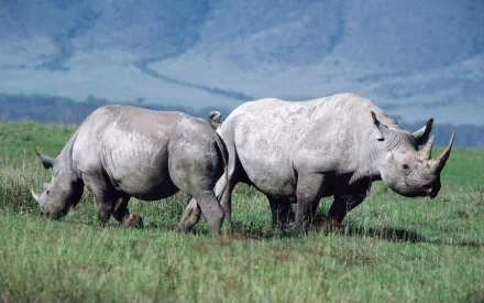 HD desktop wallpaper showing two rhinos grazing in a grassy field with a blue mountainous background.