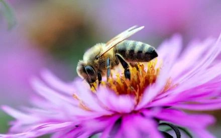 Close-up of a bee collecting nectar on a vibrant purple flower, captured in high definition as a PC desktop wallpaper and background.
