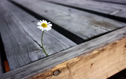 A delicate daisy emerges from weathered wooden planks, capturing the beauty of nature. This HD image serves as an inviting desktop wallpaper and background.