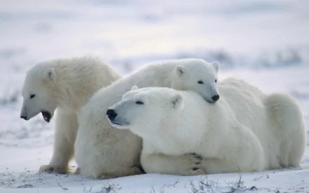 A serene polar bear family rests together in a snowy landscape, showcasing the beauty of wildlife. This HD image serves as a captivating PC desktop wallpaper and background.