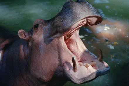 HD desktop wallpaper showing a close-up of a hippo with its mouth wide open in water, capturing detailed textures and natural lighting.