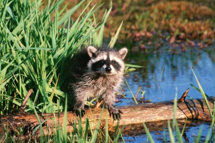 A charming raccoon explores the lush greenery by the water's edge, captured in vibrant detail. This HD image serves as a captivating nature-themed desktop wallpaper.