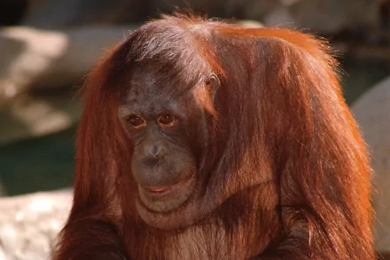 HD PC desktop wallpaper featuring a close-up of an orangutan with rich reddish-brown fur and expressive eyes against a blurred natural background.
