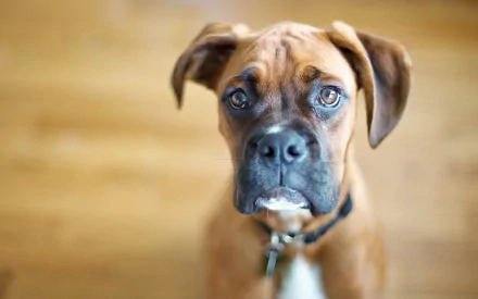A close-up of a boxer dog with expressive eyes, set against a warm wooden background. This HD image captures the dog's charming personality and is great as a desktop wallpaper.