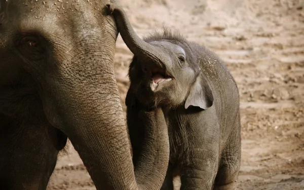 Animal Asian Elephant HD Desktop Wallpaper | Background Image